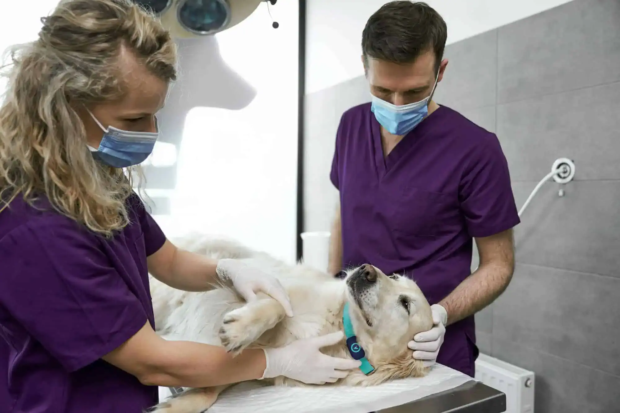 Two veterinarians taking pre-surgery vitals using the Voyce veterinary diagnostic sensor