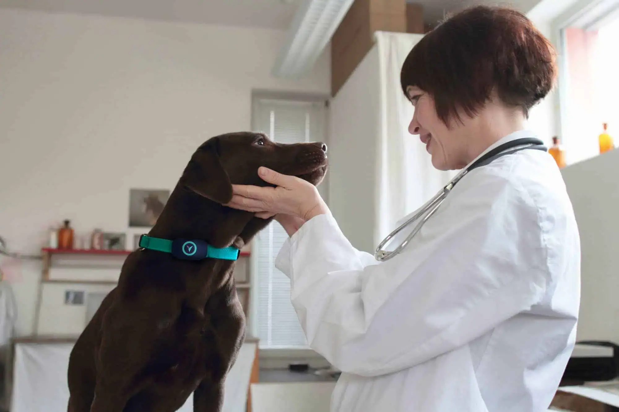 Veterinarian diagnosing a chocolate laborador retriever wearing the Voyce noninvasive health diagnostic sensor