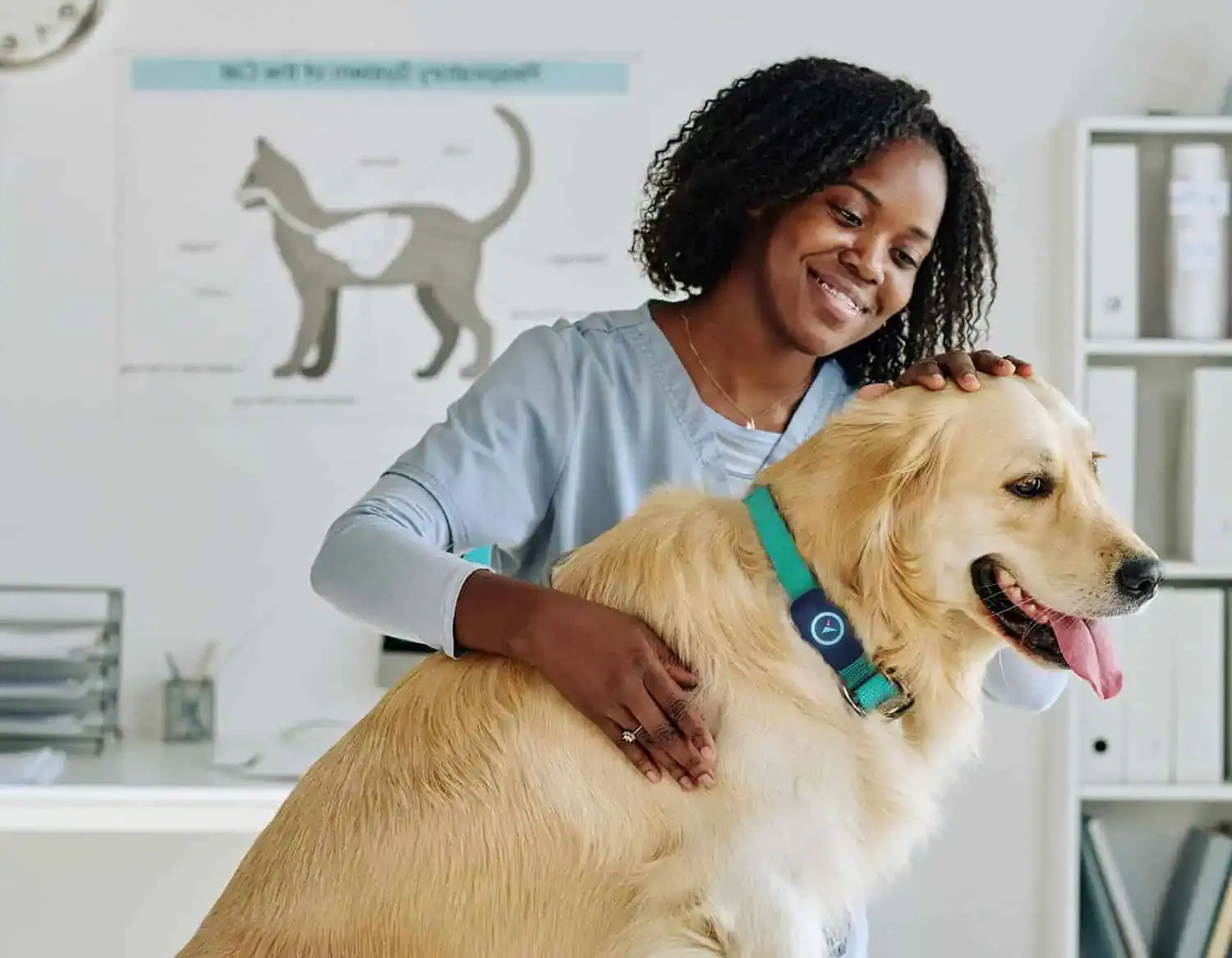 Golden retriever receiving personalized care while wearing the Voyce noninvasive veterinary health monitoring sensor